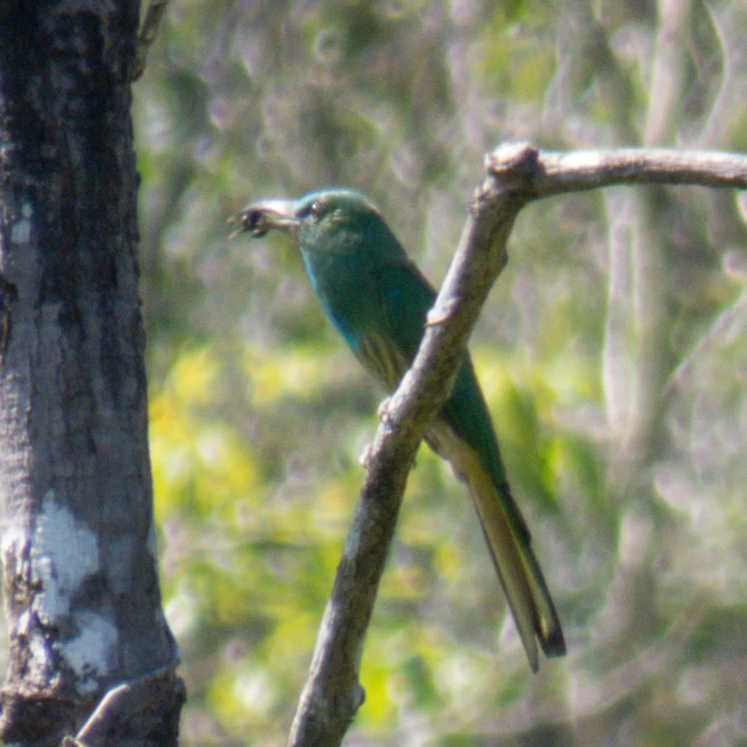 蓝须夜蜂虎(Nyctyornis athertoni)