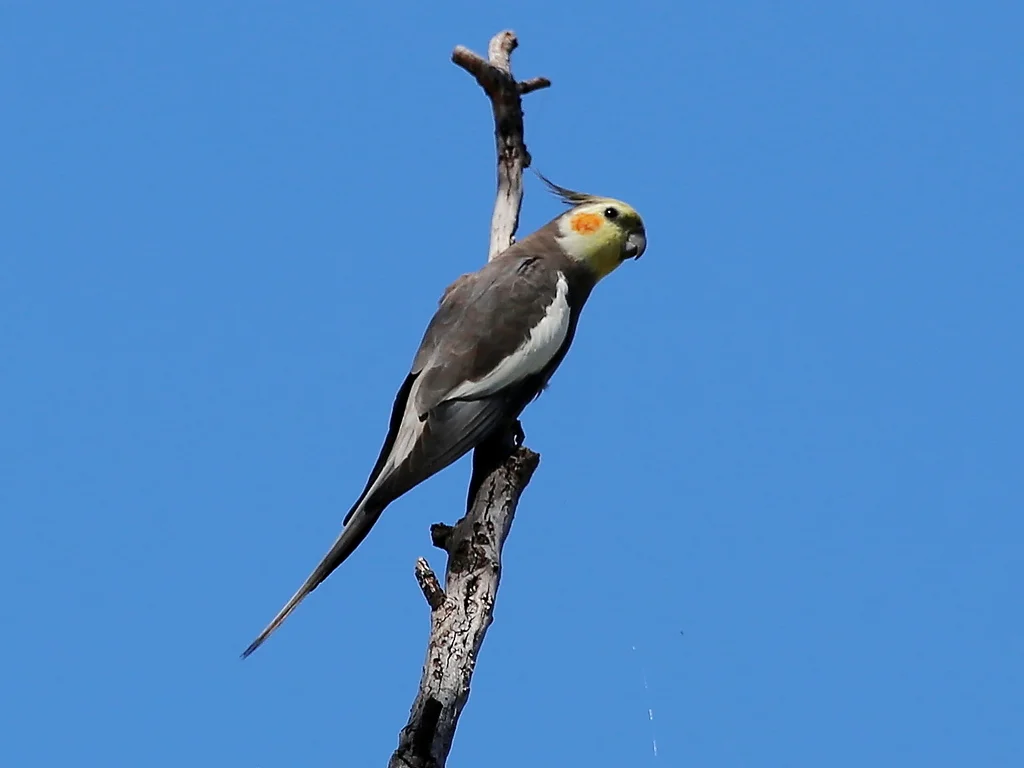 鸡尾鹦鹉(Nymphicus hollandicus)