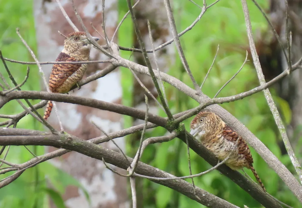 横斑蓬头䴕(Nystalus radiatus)