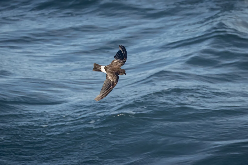 白臀洋海燕(Oceanites gracilis)