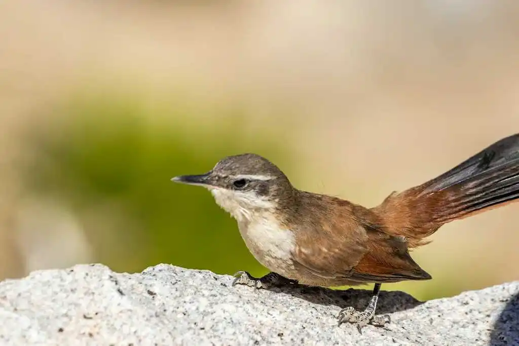 崖爬地雀(Ochetorhynchus melanurus)