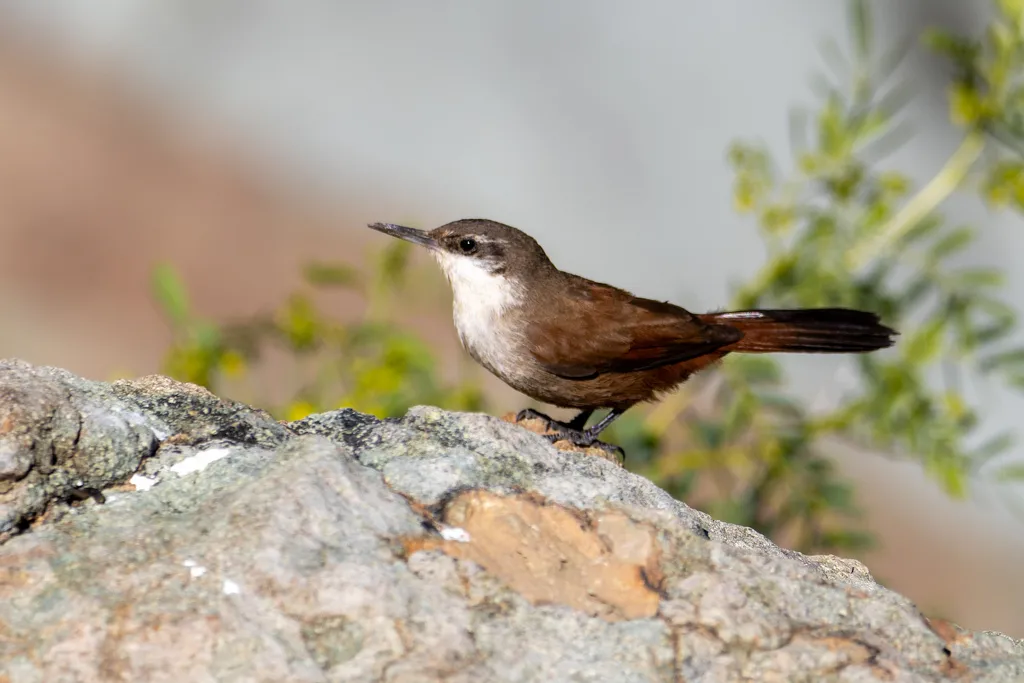崖爬地雀(Ochetorhynchus melanurus)