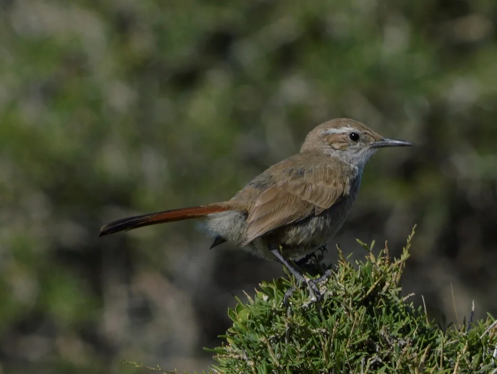 斑尾爬地雀(Ochetorhynchus phoenicurus)