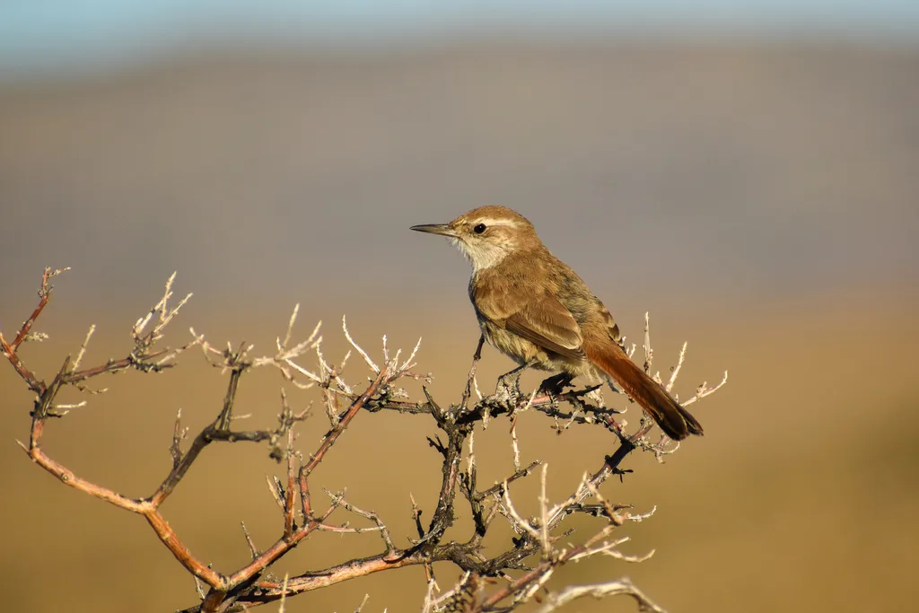斑尾爬地雀(Ochetorhynchus phoenicurus)
