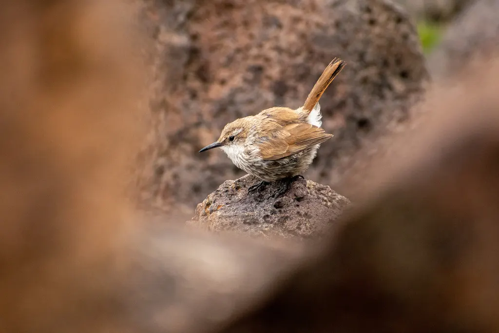 直嘴爬地雀(Ochetorhynchus ruficaudus)
