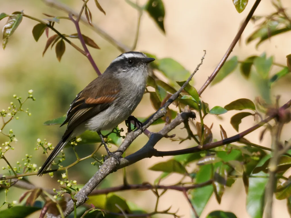 安第斯唧霸鹟(Ochthoeca piurae)