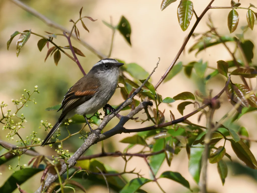 安第斯唧霸鹟(Ochthoeca piurae)