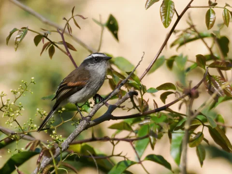 安第斯唧霸鹟