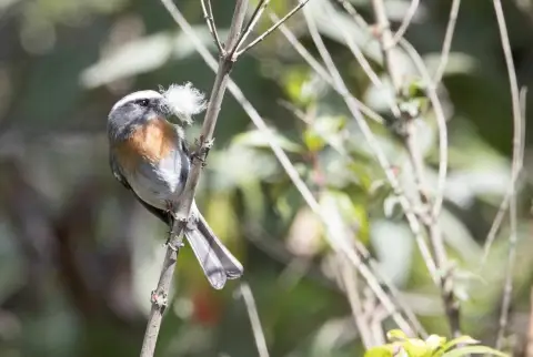 棕胸唧霸鹟