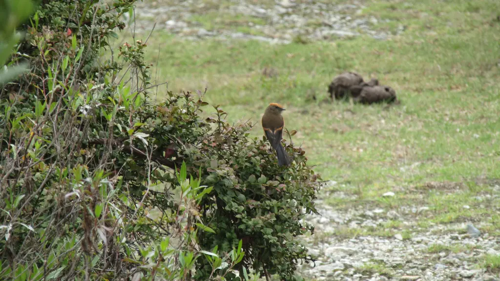 棕眉唧霸鹟(Ochthoeca superciliosa)