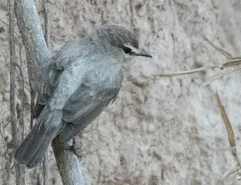 淡褐唧霸鹟