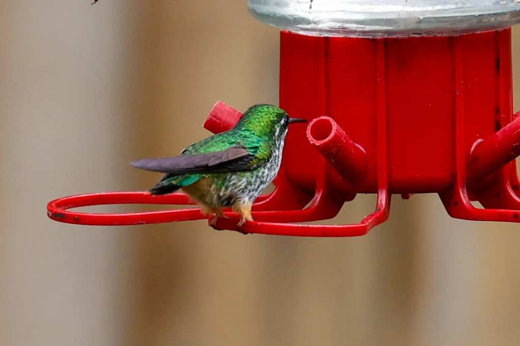 秘鲁盘尾蜂鸟（Ocreatus peruanus）