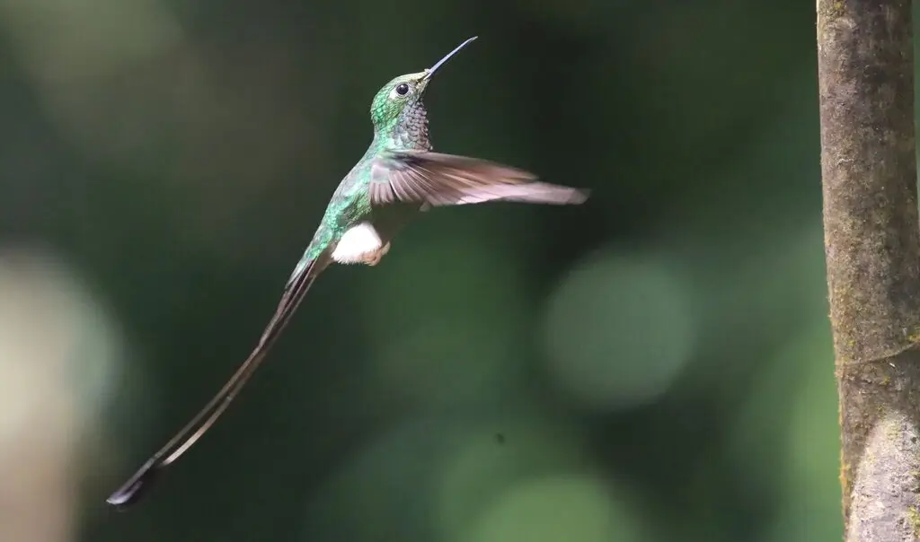 盘尾蜂鸟(Ocreatus underwoodii)