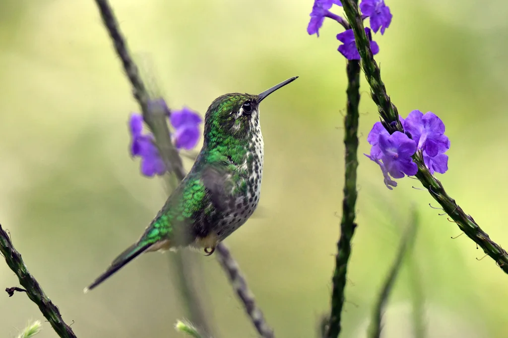 盘尾蜂鸟(Ocreatus underwoodii)