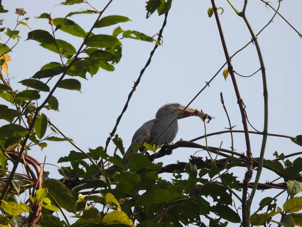 印度灰犀鸟(Ocyceros griseus)