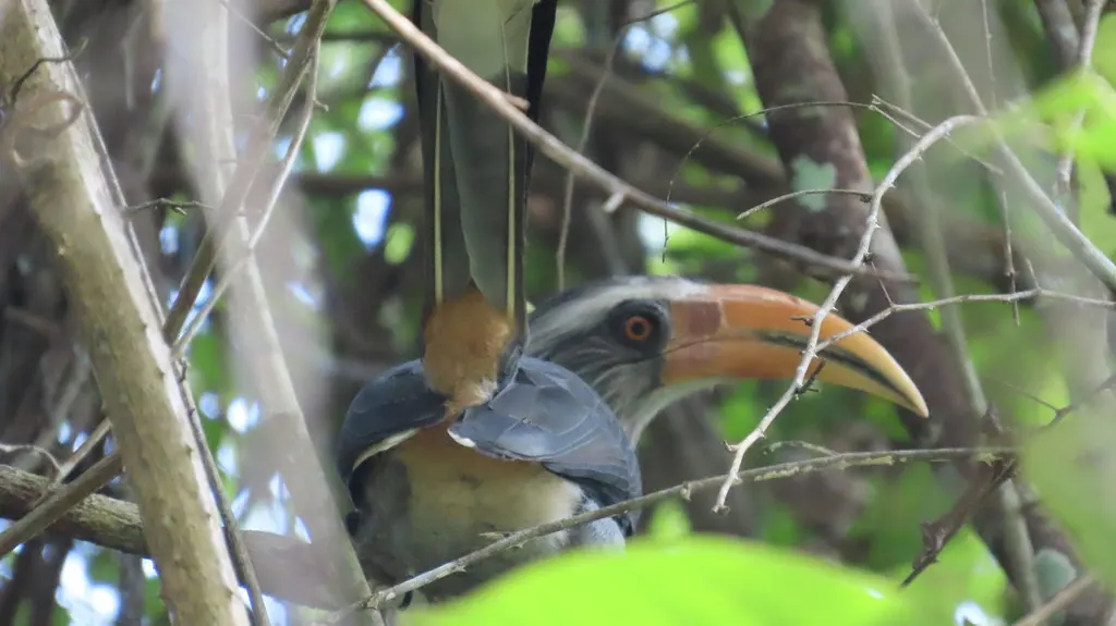 印度灰犀鸟(Ocyceros griseus)