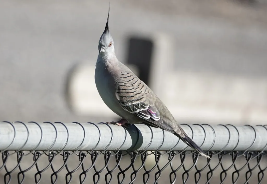 冠鸠(Ocyphaps lophotes)