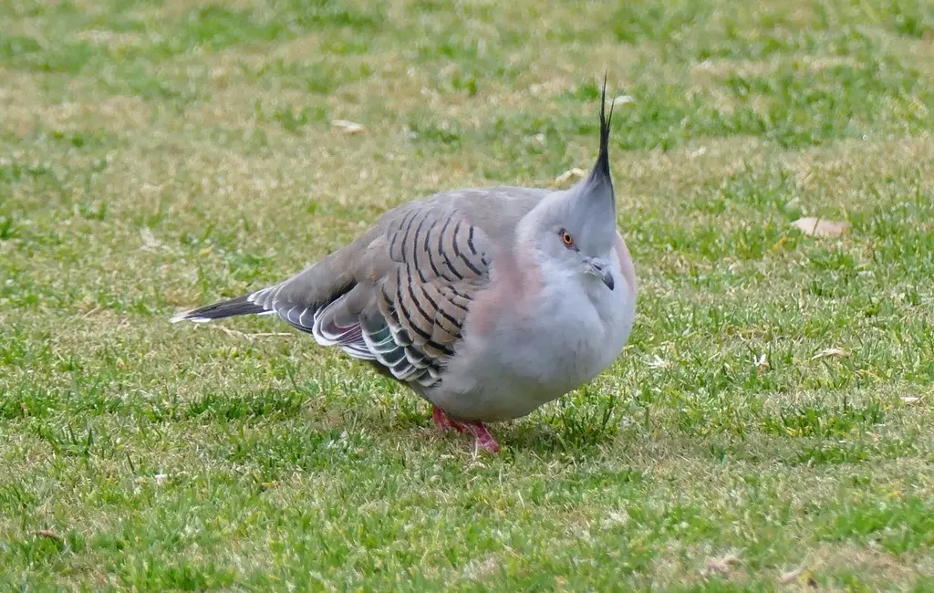冠鸠(Ocyphaps lophotes)