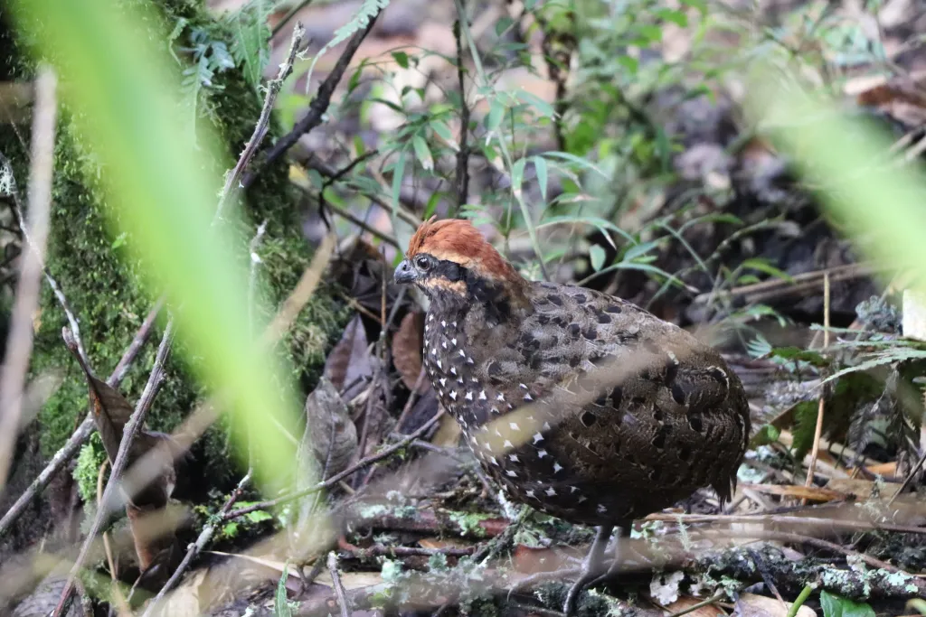 纹颊林鹑(Odontophorus balliviani)