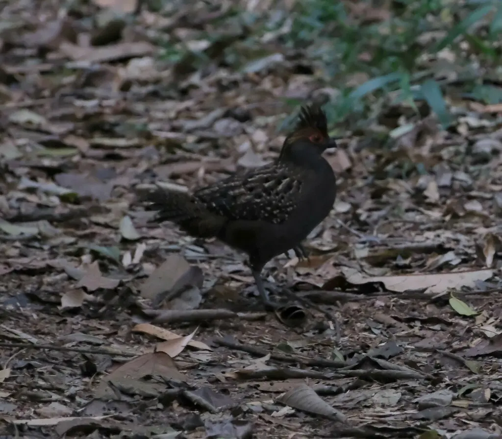 斑翅林鹑(Odontophorus capueira)
