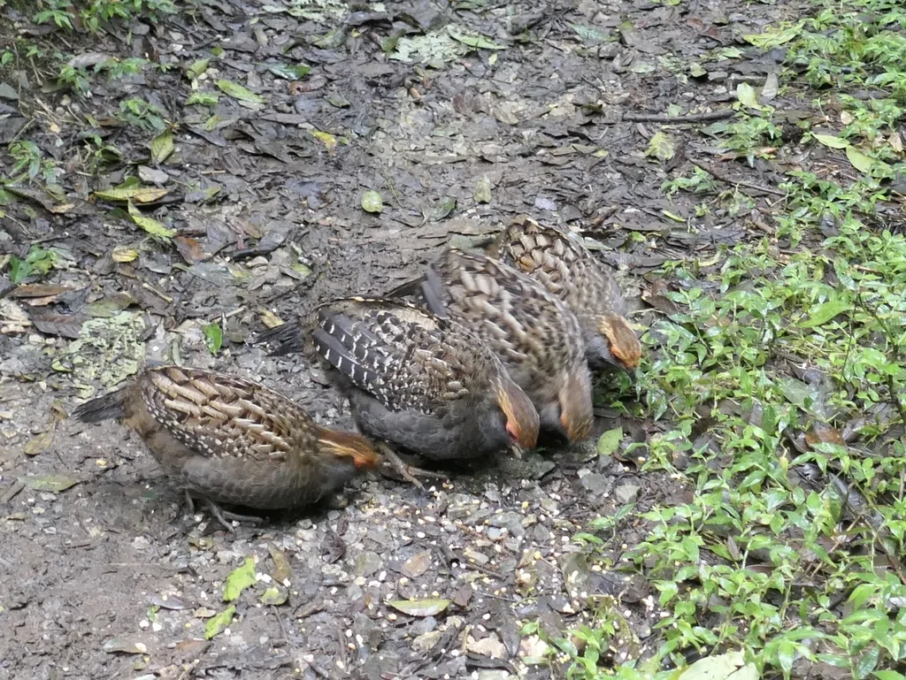 斑翅林鹑(Odontophorus capueira)