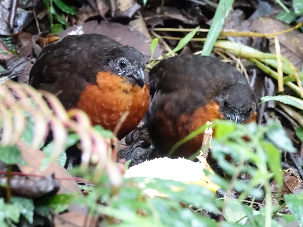 棕额林鹑(Odontophorus erythrops)