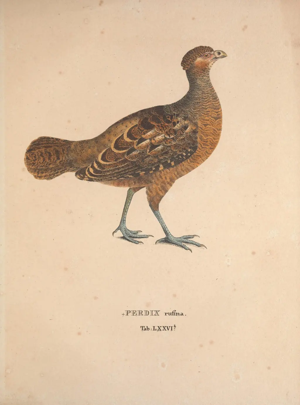 云斑林鹑(Odontophorus gujanensis)
