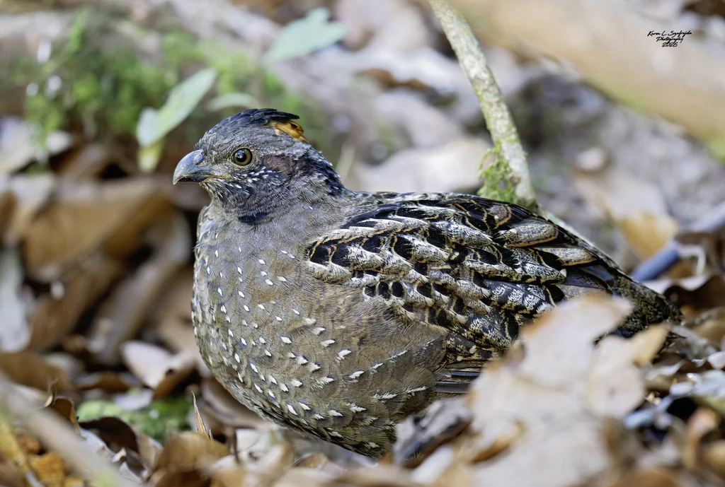 点斑林鹑(Odontophorus guttatus)