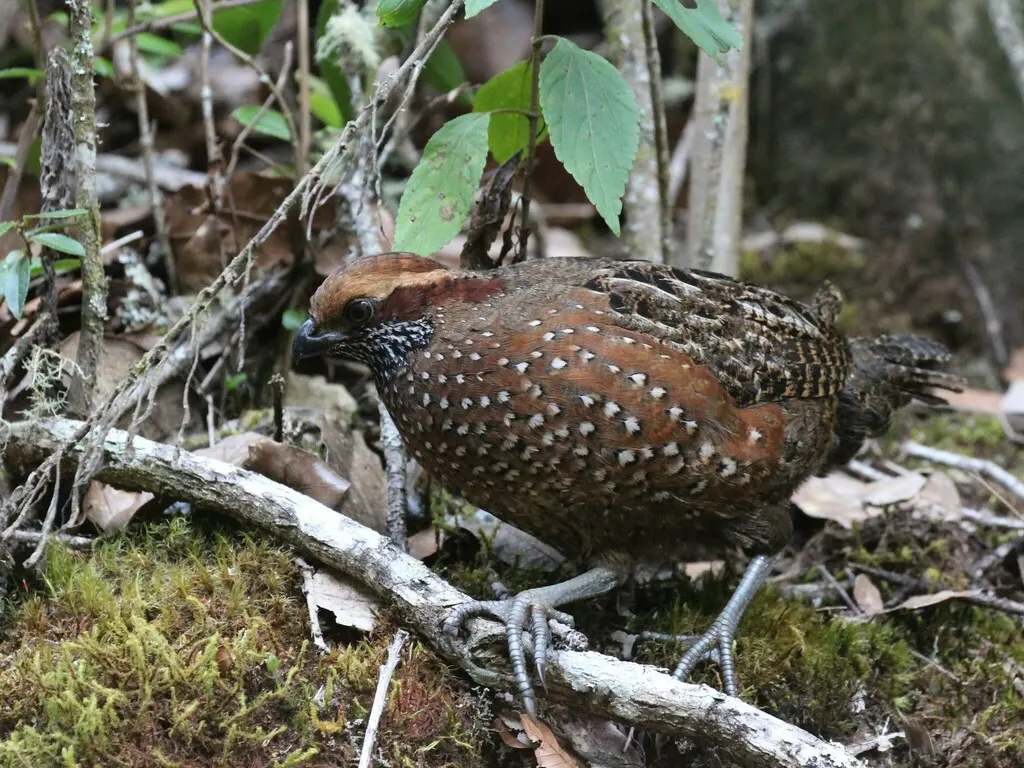 点斑林鹑(Odontophorus guttatus)