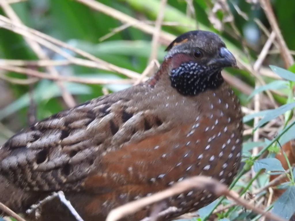 点斑林鹑(Odontophorus guttatus)