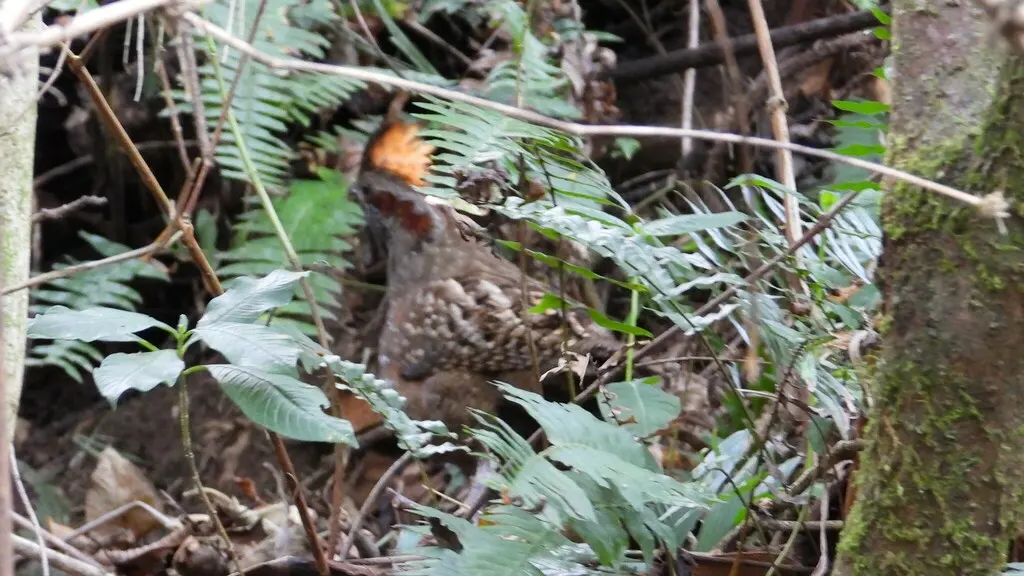 点斑林鹑(Odontophorus guttatus)