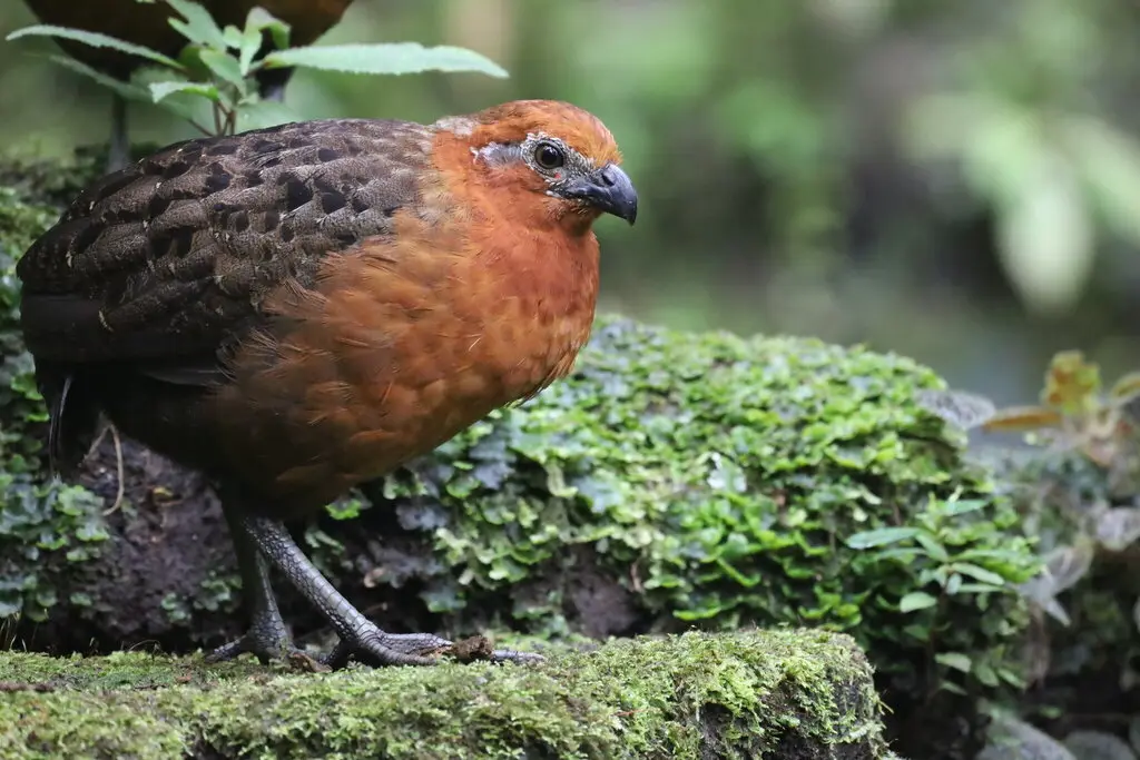 栗林鹑(Odontophorus hyperythrus)