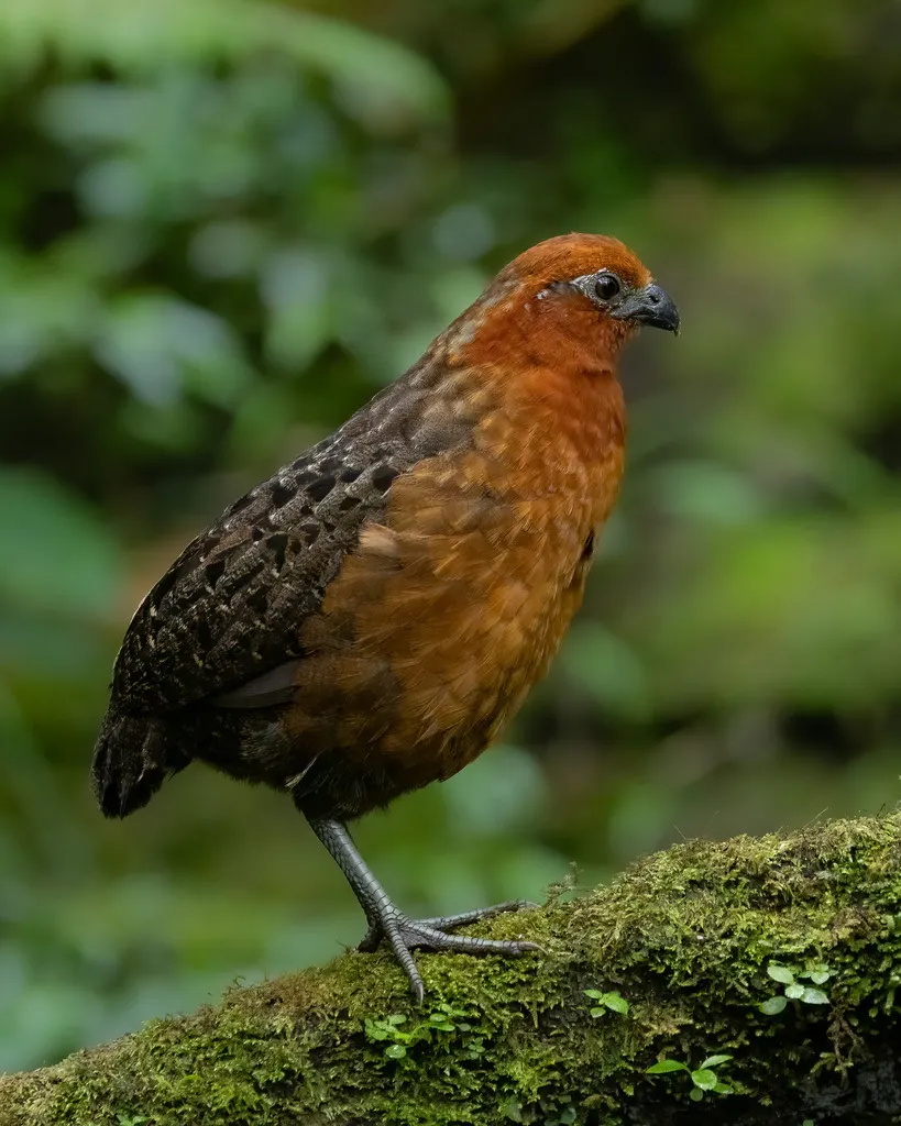 栗林鹑(Odontophorus hyperythrus)