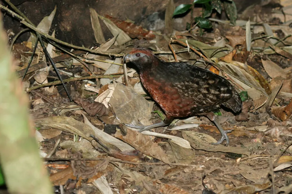 黑耳林鹑(Odontophorus melanotis)
