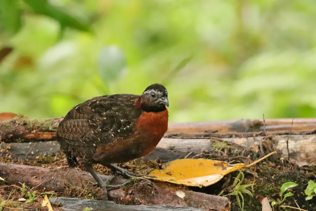 棕胸林鹑(Odontophorus speciosus)