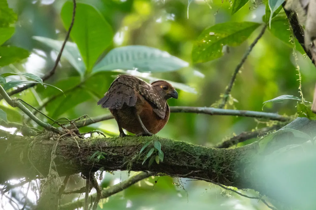 黄眼斑林鹑(Odontophorus stellatus)