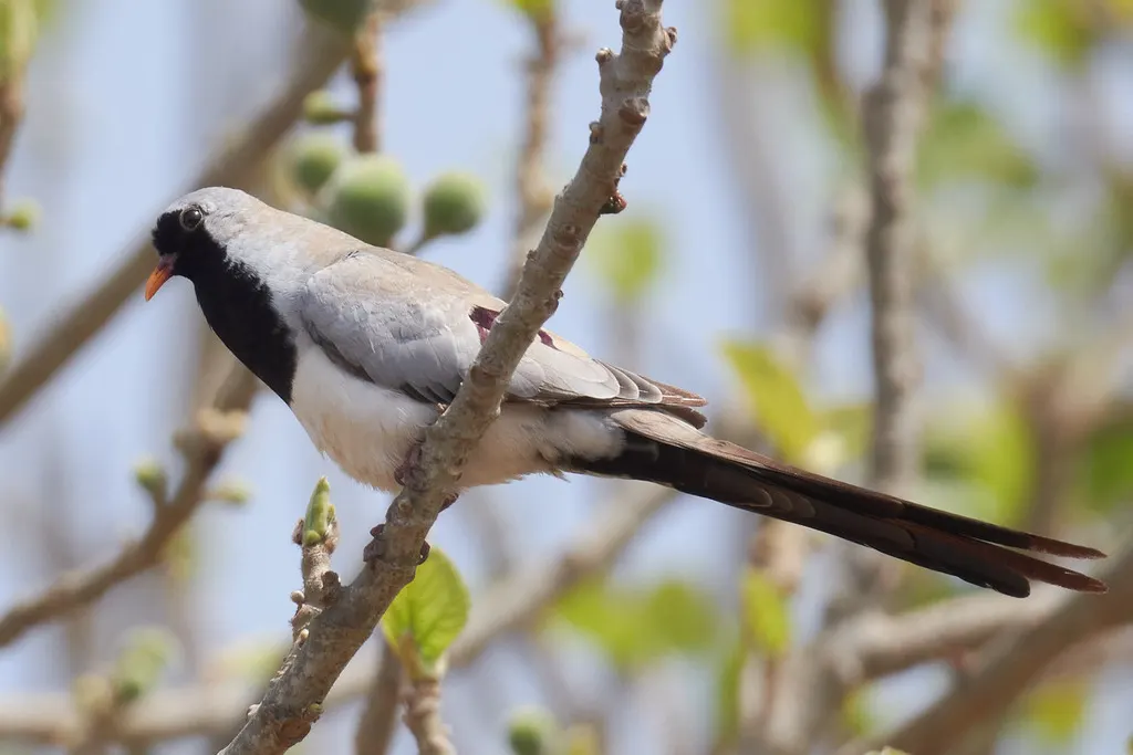 小长尾鸠(Oena capensis)