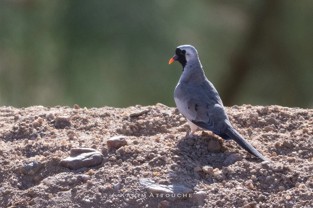 小长尾鸠(Oena capensis)