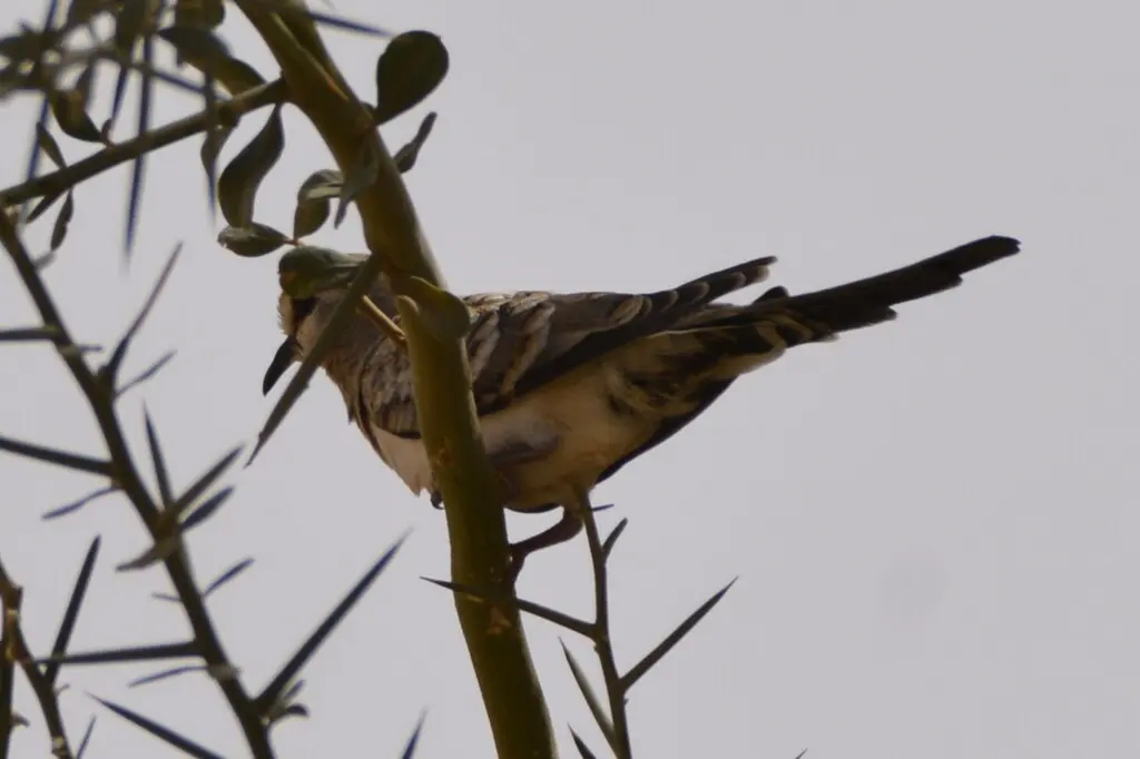 小长尾鸠(Oena capensis)