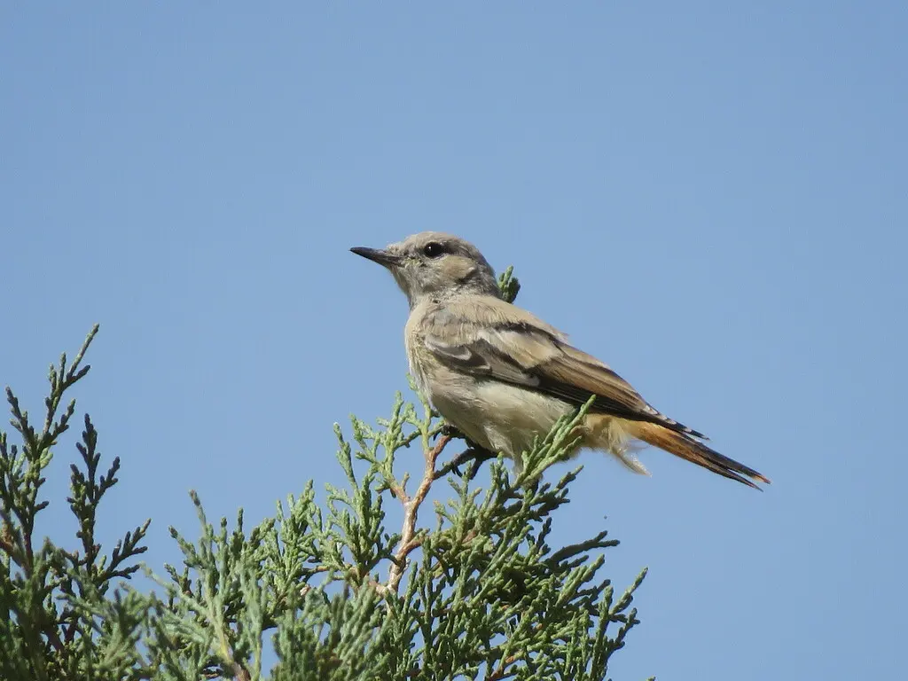 红尾䳭(Oenanthe chrysopygia)