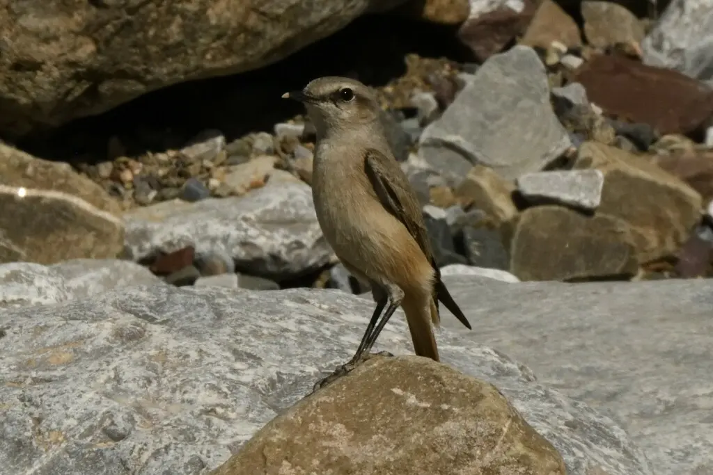 红尾䳭(Oenanthe chrysopygia)