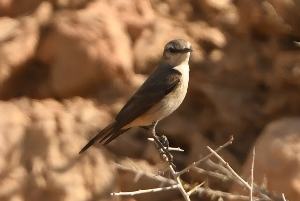 红尾䳭(Oenanthe chrysopygia)