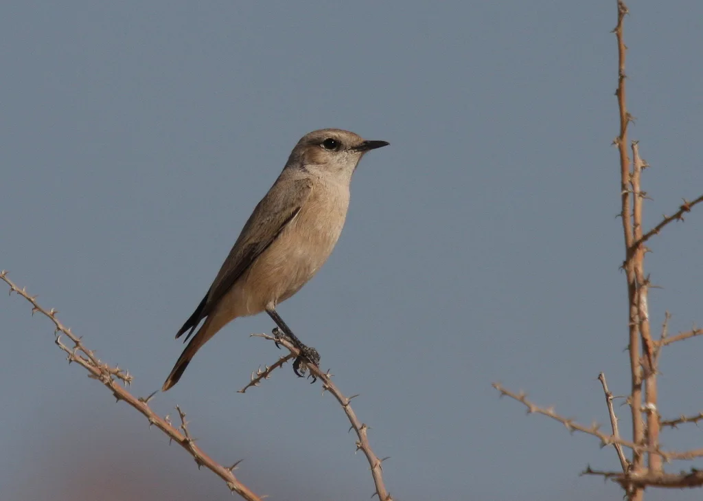 红尾䳭(Oenanthe chrysopygia)