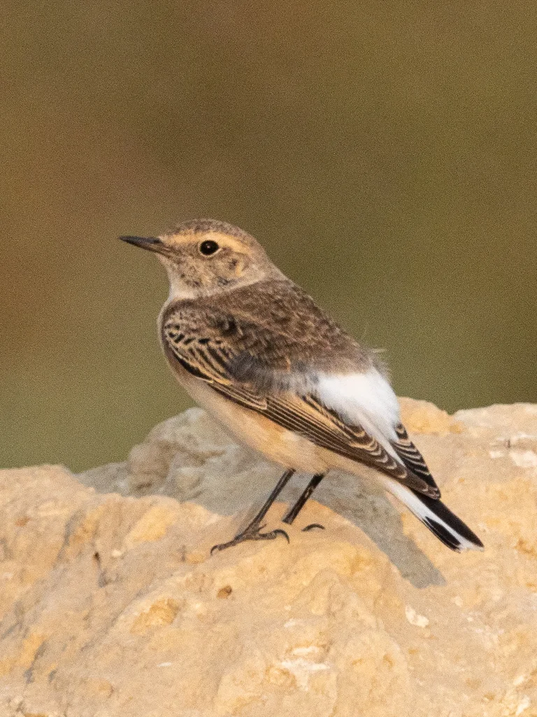 漠䳭(Oenanthe deserti)