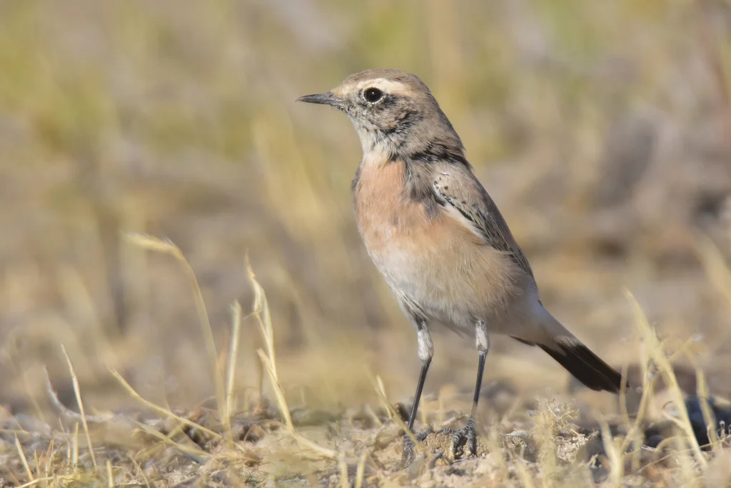 漠䳭(Oenanthe deserti)