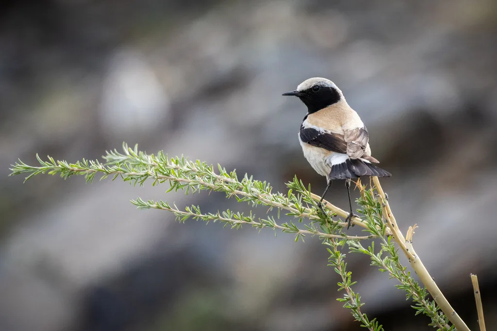 漠䳭(Oenanthe deserti)