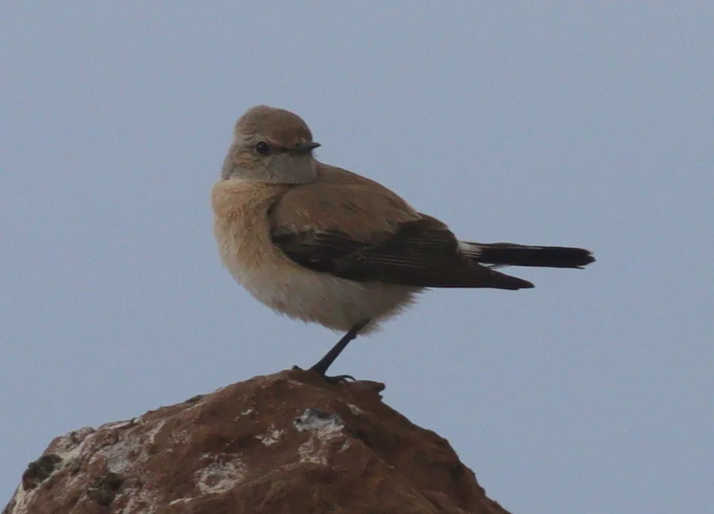 漠䳭(Oenanthe deserti)
