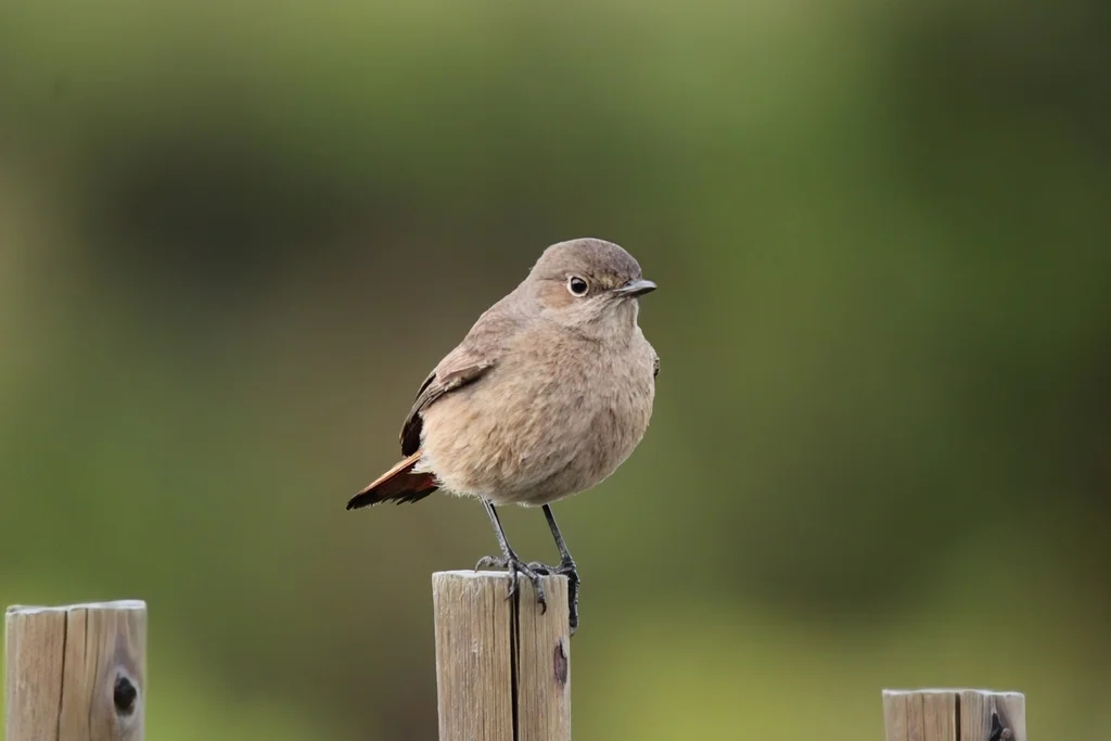 红尾岩䳭(Oenanthe familiaris)