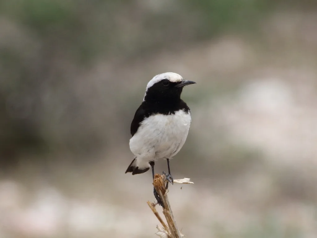 芬氏䳭（Oenanthe finschii）
