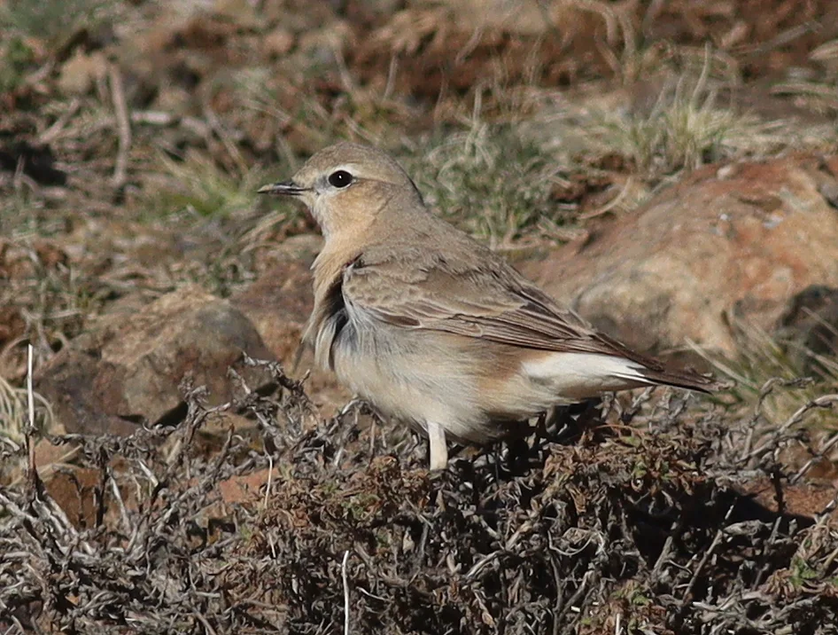 沙䳭(Oenanthe isabellina)